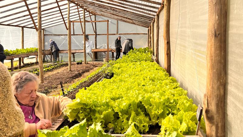 Residente cosechando lechugas en la huerta